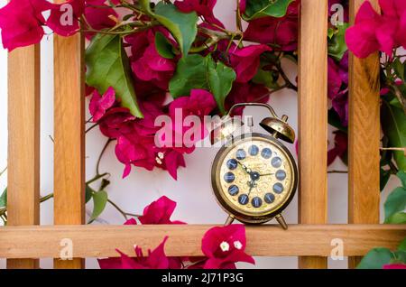 Small, Vintage, Gold Alarm Clock with Bells, sitting on the Wood Frame Trellis with Bougainvillea Plant and Purple Magenta Flower Blooms Stock Photo