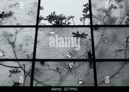 Smashed windows fig tree branches through cracked glass. Black and white tint. Stock Photo