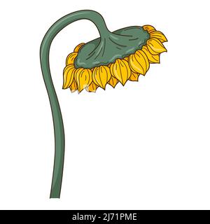 Sunflower on the stem. Mature sunflower. A symbol of autumn, harvest. Design element with outline. Doodle, hand-drawn. Flat design. Color vector illus Stock Vector