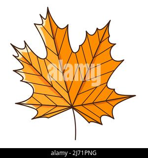 Yellow orange maple autumn leaf. Botanical, plant design element with outline. Autumn time. Doodle, hand-drawn. Flat design. Color vector illustration Stock Vector