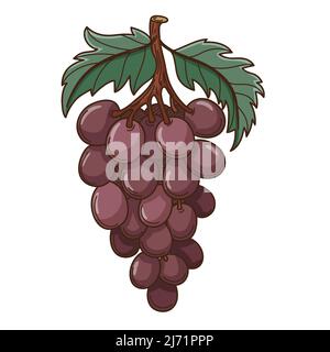 a bunch of grapes with leaves. The symbol of the harvest. Autumn theme. Design element with outline. Doodle, hand-drawn. Flat design. Color vector ill Stock Vector
