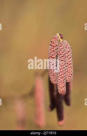 Bluthasel (Corylus maxima purpurea), maennliche Blueten, Wilden, Nordrhein-Westfalen, Deutschland Stock Photo