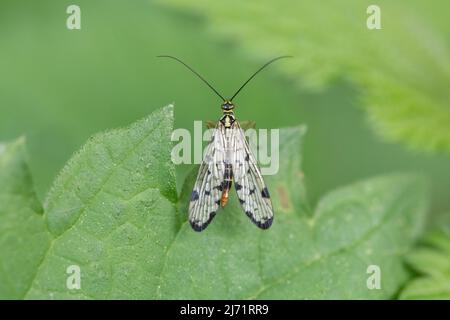 Gemeine Skorpionsfliege (Panorpa communis), sitzt auf Blatt, Nordrhein-Westfalen, Deutschland Stock Photo