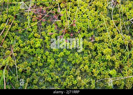 Torfmoos (Sphagnum), dichter Bestand von oben in der Esterweger Dose, Niedersachsen, Deutschland Stock Photo