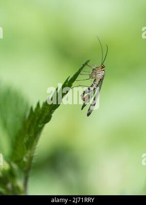 Gemeine Skorpionsfliege (Panorpa communis), sitzt auf Blatt, gut sichtbarer namensgebender Stachel, Nordrhein-Westfalen, Deutschland Stock Photo