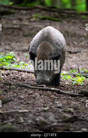 Wildschwein (Sus scrofa), auf Nahrungssuche im Buchenwald, Nationalpark Kellerwald-Edersee, Deutschland Stock Photo