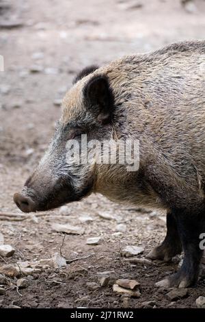 Wildschwein (Sus scrofa), auf Nahrungssuche im Buchenwald, Nationalpark Kellerwald-Edersee, Deutschland Stock Photo