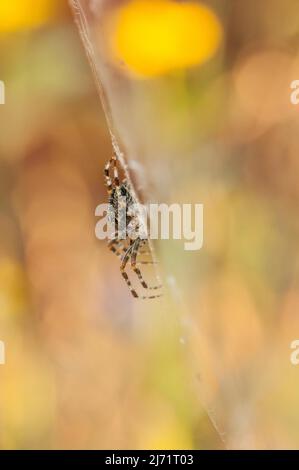 Gartenkreuzspinne (Araneus diadematus), sitzt mitten im Netz im Licht der Abendsonne, Velbert, Deutschland Stock Photo