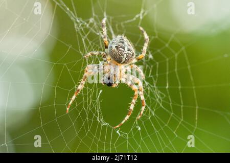 Gartenkreuzspinne (Araneus diadematus), sitzt mitten im Netz, Velbert, Deutschland Stock Photo