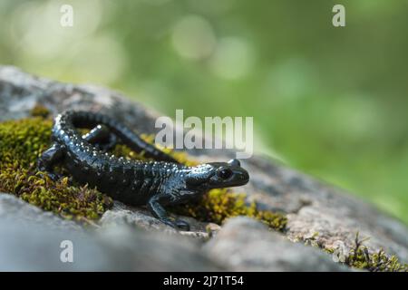 Alpine salamander (Salamandra atra), standing on mossy stone, Hohenschwangau, Allgaeu, Bavaria Stock Photo