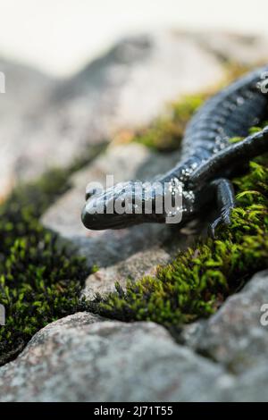 Alpine salamander (Salamandra atra), standing on mossy stone, Hohenschwangau, Allgaeu, Bavaria Stock Photo
