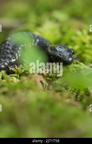 Alpine salamander (Salamandra atra), standing on moss, Hohenschwangau, Allgaeu, Bavaria Stock Photo