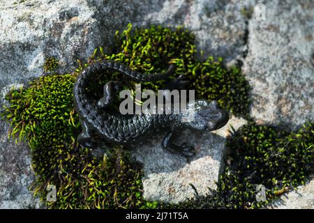 Alpine salamander (Salamandra atra), standing on mossy stone from above, Hohenschwangau, Allgaeu, Bavaria Stock Photo