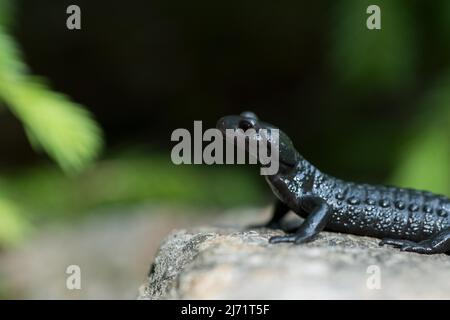 Alpine salamander (Salamandra atra), standing on stone and observing the surroundings, Hohenschwangau, Allgaeu, Bavaria Stock Photo