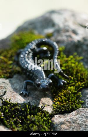 Alpine salamander (Salamandra atra), standing on mossy stone, Hohenschwangau, Allgaeu, Bavaria Stock Photo