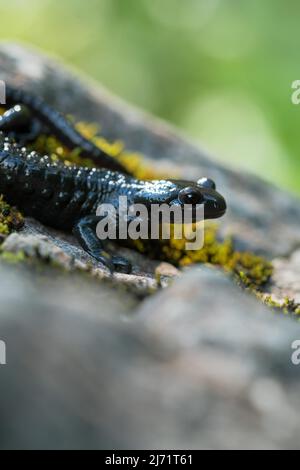 Alpine salamander (Salamandra atra), standing on mossy stone, Hohenschwangau, Allgaeu, Bavaria Stock Photo
