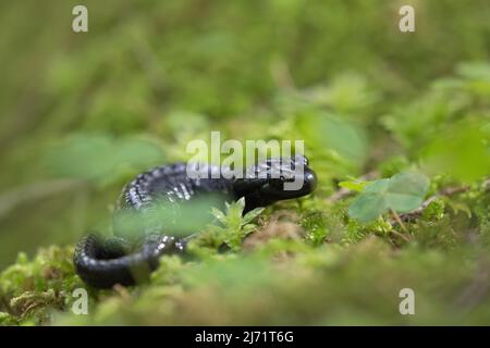 Alpine salamander (Salamandra atra), standing on moss, Hohenschwangau, Allgaeu, Bavaria Stock Photo