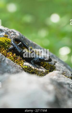 Alpine salamander (Salamandra atra), standing on mossy stone, Hohenschwangau, Allgaeu, Bavaria Stock Photo