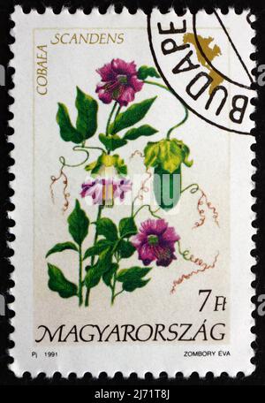 HUNGARY - CIRCA 1991: a stamp printed in the Hungary shows Cathedral Bells, Cobaea Scandens, Flowering Perennial Plant, Native to the Tropical America Stock Photo