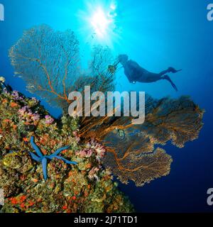 Taucherin blickt auf Faecherkoralle (Annella mollis), Hornkoralle, Gorgonie, im Vordergrund Blauer Seestern (Linckia laevigata) auf Korallenriff Stock Photo