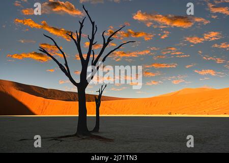 Kameldornbaeume, auch Kameldorn oder Kameldornakazie (Acacia erioloba) als Silhouette im ersten Morgenlicht auf die Duenen, Namib Naukluft Stock Photo