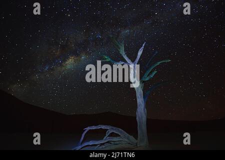 Kameldornbaeume, auch Kameldorn oder Kameldornakazie (Acacia erioloba) bei Nach mit Milchstrasse und Sternenhimmel, Namib Naukluft Nationalpark Stock Photo