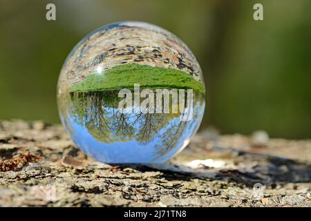 Laubbaeume im Fruehling, gespiegelt in einer Glaskugel Stock Photo
