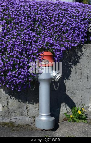 Bluehendes Blaukissen, Aubrieta-Hybride, Polsterstaude auf Betonmauer mit Hydrant, Schweiz Stock Photo