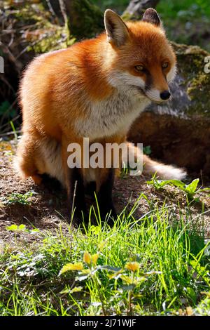 Rotfuchs (Vulpes vulpes), Schleswig-Holstein, Deutschland Stock Photo