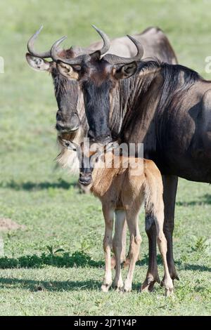 Blue Wildebeest (Connochaetes taurinus) mother and calf in the Southern Serengeti area Stock Photo