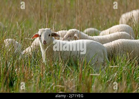 Waldschaf (Landschafrasse) (domestic sheep breed) lamb jumping on