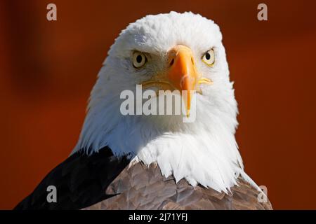 Weisskopfseeadler (Haliaeetus leucocephalus), Tierportraet, captive, Deutschland Stock Photo