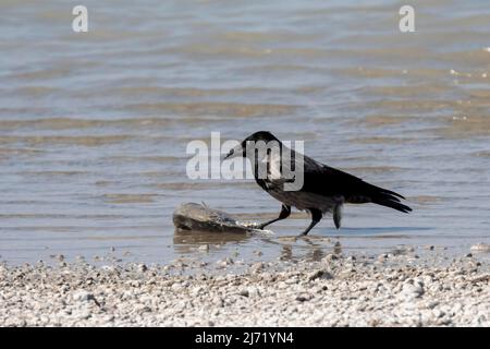 Nebelkraehe (Corvus corone), frisst Fisch, Nationalpark Neusiedler See, Burgenland, Oesterreich Stock Photo