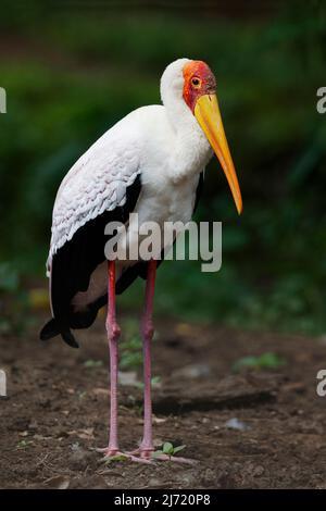 Yellow-billed Ibis (Mycteria ibis) standing in Arusha in Tanzania Stock Photo