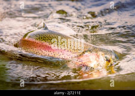 Rainbow trout (Oncorhynchus mykiss) fighting with a lure in its mouth.  Photographed in Shasta County, California, USA and processed to a dreamy look. Stock Photo