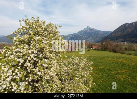 Drohnenaufnahme, Bluehende Obstbaeume mit Blick zum Schafberg, Mondsee, Mondseeland, Salzkammergut, Oberoesterreich, Oesterreich Stock Photo