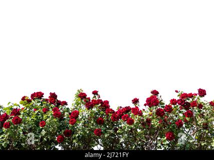 Red rose bush frame isolated on white, copy space, ideal for greeting cards and banner, graphic design, clipping path Stock Photo