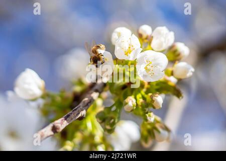 cherry blossoms in bloom on a branch with pollinating bee, sunny spring day with blue sky, close-up view Stock Photo