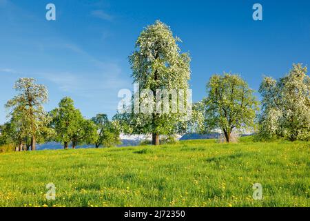 Bluehende Birnbaeume im Fruehling in bluehender Blumenwiese, Oetwil am See im Zuercher Oberland, Kanton Zuerich, Schweiz Stock Photo
