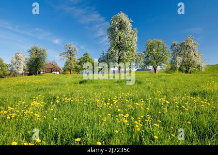 Bluehende Birnbaeume im Fruehling in bluehender Blumenwiese, Oetwil am See im Zuercher Oberland, Kanton Zuerich, Schweiz Stock Photo