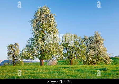 Bluehende Birnbaeume im Fruehling in bluehender Blumenwiese, Oetwil am See im Zuercher Oberland, Kanton Zuerich, Schweiz Stock Photo