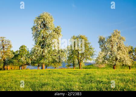 Bluehende Birnbaeume im Fruehling in bluehender Blumenwiese, Oetwil am See im Zuercher Oberland, Kanton Zuerich, Schweiz Stock Photo