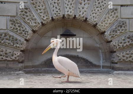 May 5, 2022, London, England, United Kingdom: A pelican walks past a wall at the park. The six great white pelicans in St James's Park have been released from avian influenza lockdown. The resident pelicans, normally free to come and go as they please, were kept in a secluded area of the park since November to protect them from the outbreak. (Credit Image: © Vuk Valcic/ZUMA Press Wire) Stock Photo