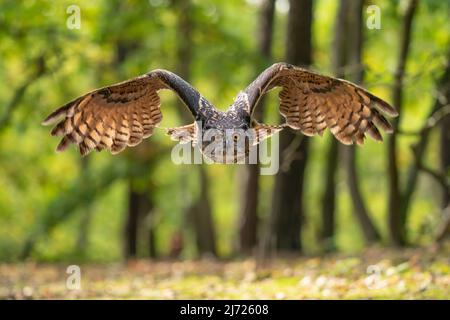 Euroasian eagle owl with wings spread around. Owl captured in the flight. Bubo bubo. Stock Photo