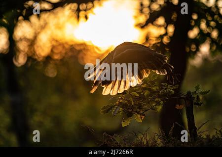 Back-lit silhouette of an flying owl in during sunset. Barn owl with spread wings. Action shot with nice evening colors and lights. Tyto alba. Stock Photo