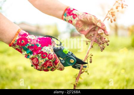 A man cuts raspberries with pruners. Selective focus. People. Stock Photo