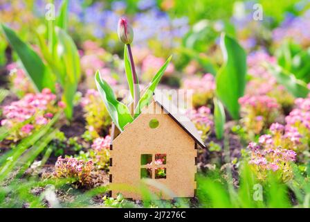 Tulip growing from a miniature plywood house standing in a flower bed outdoors. Natural scents to freshen up the house. Stock Photo