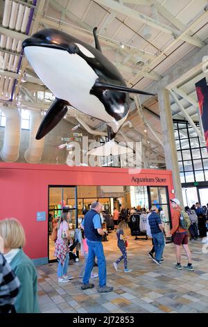 Aquarium store, guests, and killer whale sculpture hanging from the ceiling inside the Monterey Bay Aquarium; Monterey, California, USA. Stock Photo