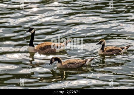 A family of Canadian geese, Branta canadensis, consisting off an adult and two almost adult chicks, swimming on the River Thames in Southern England Stock Photo