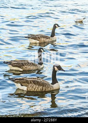 Canadian geese (Branta canadensis) swimming in a lake, Arkansas, USA ...